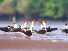 पवित्रा वन्यजीव अभयारण्य में एशियाई जलपक्षी जनगणना 2026 का आयोजन