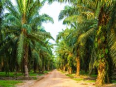 CG: खाद्य तेल में आत्मनिर्भरता की ओर छत्तीसगढ़ : राज्य में 10,796 हेक्टेयर क्षेत्रों में ऑयल पाम की खेती…