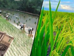 CG: अब किसानों की मनेगी असली होली, इस दिन आएगा बोनस का पैसा, इतने लाख किसानों को होगा फायदा…