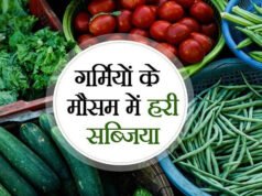 Summer Plant: गर्मियों में इन सब्जियों के पौधे लगाना रहता है बेस्ट, जानें खाद-पानी का सही तरीका…