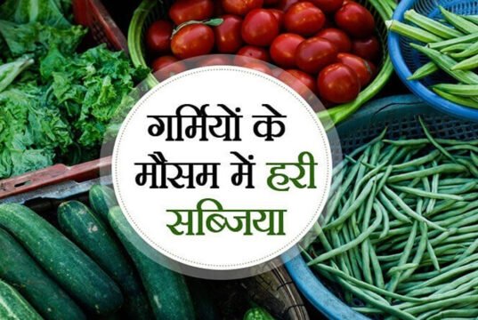 Summer Plant: गर्मियों में इन सब्जियों के पौधे लगाना रहता है बेस्ट, जानें खाद-पानी का सही तरीका…