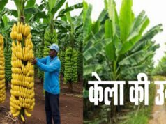 CG: केला उत्पादन से बढ़ी आमदनी, उद्यानिकी खेती से मिला नया सहारा… फसल बदली, बदली किस्मत… किसान की लाखों में कमाई…