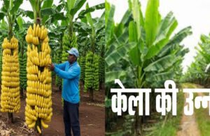 CG: केला उत्पादन से बढ़ी आमदनी, उद्यानिकी खेती से मिला नया सहारा… फसल बदली, बदली किस्मत… किसान की लाखों में कमाई…