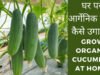 Kitchen Gardening Tips: किचन गार्डन में ऐसे उगाएं ताजे खीरे, घर पर ही मिलेगा फ्रेश सलाद…