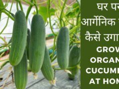 Kitchen Gardening Tips: किचन गार्डन में ऐसे उगाएं ताजे खीरे, घर पर ही मिलेगा फ्रेश सलाद…