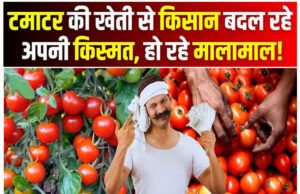 Tomato farming : टमाटर की खेती से किसान हर साल लाखों की कमाई, ये है सीक्रेट…