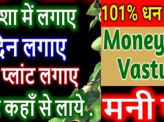 “Money Plant Vastu Tips: कहीं आपके घर में गलत दिशा में नहीं रखा है मनी प्लांट? फायदे की जगह हो सकता है भारी नुकसान!”