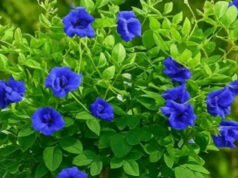 नीले फूलों से भर जाएगी बालकनी, अप्रैल की गर्मी में ऐसे उगाएं अपराजिता का पौधा…