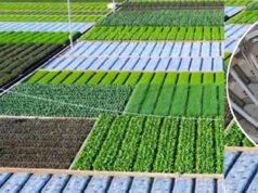 Crop Calendar: फसल कैलेंडर देखकर करेंगे खेती तो कमाएंगे लाखों, किसान जान लें जरूरी बात…