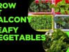 Vegetables Growing Tips: मिट्टी-पानी के बिना घर की बालकनी में ऐसे उगाएं सब्जियां, स्मार्ट लोगों के लिए है स्मार्ट फार्मिंग…