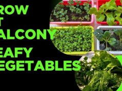 Vegetables Growing Tips: मिट्टी-पानी के बिना घर की बालकनी में ऐसे उगाएं सब्जियां, स्मार्ट लोगों के लिए है स्मार्ट फार्मिंग…