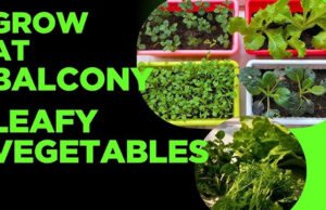 Vegetables Growing Tips: मिट्टी-पानी के बिना घर की बालकनी में ऐसे उगाएं सब्जियां, स्मार्ट लोगों के लिए है स्मार्ट फार्मिंग…