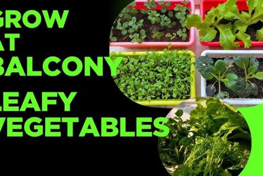 Vegetables Growing Tips: मिट्टी-पानी के बिना घर की बालकनी में ऐसे उगाएं सब्जियां, स्मार्ट लोगों के लिए है स्मार्ट फार्मिंग…