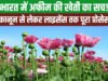 भारत में कहां-कहां होती है अफीम की खेती? अफीम के खेत की अलॉटमेंट कैसे मिलती है?
