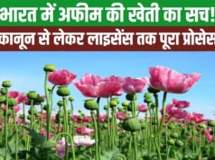 भारत में कहां-कहां होती है अफीम की खेती? अफीम के खेत की अलॉटमेंट कैसे मिलती है?
