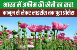 भारत में कहां-कहां होती है अफीम की खेती? अफीम के खेत की अलॉटमेंट कैसे मिलती है?