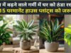 Home Cooling Tips: मई की घातक गर्मी से घर को ठंडा रखेंगे ये पौधे, जानिए इन्हें लगाने का तरीका…