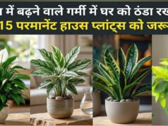 Home Cooling Tips: मई की घातक गर्मी से घर को ठंडा रखेंगे ये पौधे, जानिए इन्हें लगाने का तरीका…