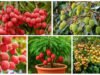 How To Growing Juicy Litchi: भीषण गर्मी में बालकनी में कैसे उगाएं रसीली लीची?