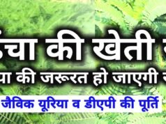 हरी खाद के तौर पर धैचा अपनाकर किसान घटाएं यूरिया की खपत…