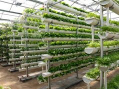 Hydroponic Farming: हाइड्रोपोनिक्स तकनीक से टमाटर-शिमला मिर्च जैसी फसलें महज 25 दिनों में उगा सकते हैं….