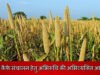मिलेट कैफे संचालन हेतु अभिरूचि की अभिव्यक्ति आमंत्रित…