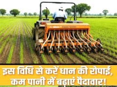 कम बारिश में भी धान की अच्छी फसल का मंत्र : कतार बोनी और नैनो डीएपी…