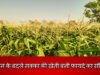 धान के बदले मक्का की खेती बनी फायदे का सौदा…