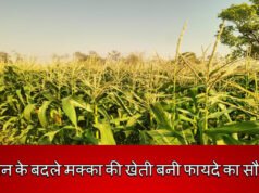 धान के बदले मक्का की खेती बनी फायदे का सौदा…