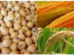 Farming Tips: खरीफ सीजन में धान-मक्का या सोयाबीन, कौन सी फसल देगी सबसे ज्यादा मुनाफा…