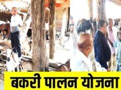 सफलता की कहानी :: बकरी पालन बना समृद्धि का आधार…