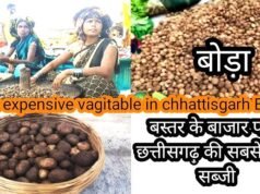 मानसून आते ही बस्तर के बाजारों में ‘बोड़ा’ की डिमांड इतनी ज्यादा…