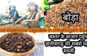 मानसून आते ही बस्तर के बाजारों में ‘बोड़ा’ की डिमांड इतनी ज्यादा…