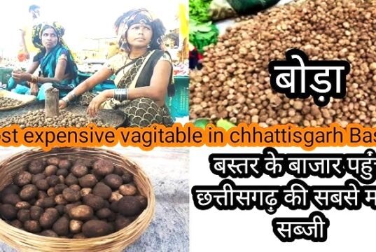 मानसून आते ही बस्तर के बाजारों में ‘बोड़ा’ की डिमांड इतनी ज्यादा…