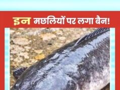 cg” प्रतिषिद्ध मत्स्य एक्जोटिक मांगूर एवं बिग हेड पर प्रतिबंध…”