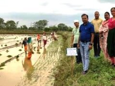 cg” लेही विधि से अंकुरित बीजों को मचाई किए हुए खेतों में ड्रम सीडर एवं छिटकवा विधि से करें बुवाई…”
