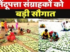 cg” तेंदूपत्ता संग्राहकों को मिली बड़ी सौगात…”