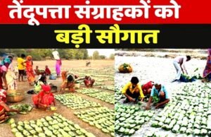 cg” तेंदूपत्ता संग्राहकों को मिली बड़ी सौगात…”