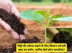 कृषि की बढ़ती लागत और मृदा की घटती उर्वरता के बीच हरी खाद किसानों के लिए एक प्रभावी, प्राकृतिक और किफायती विकल्प बनकर उभर रही है।