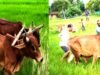 अपनी माटी और खेती-किसानी से मुख्यमंत्री श्री विष्णु देव साय का आत्मीय जुड़ाव…