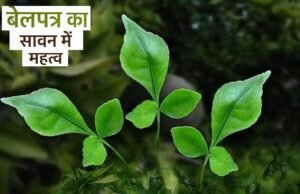 सावन : भगवान शिव की पूजा में बेलपत्र का विशेष महत्व…
