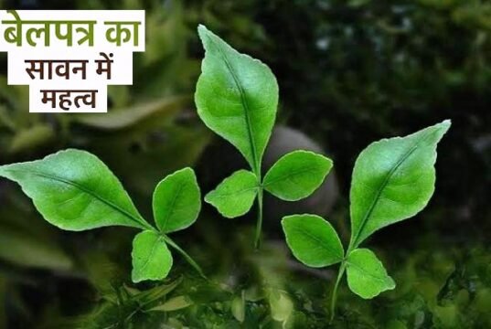 सावन : भगवान शिव की पूजा में बेलपत्र का विशेष महत्व…