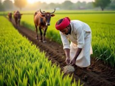 किसानों के लिए वरदान साबित हुई फसल बीमा योजना, टूटा 5 साल का रिकॉर्ड…