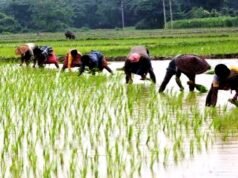 छत्तीसगढ़ में लक्ष्य का 98 प्रतिशत बोनी पूर्ण…