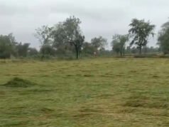 छुरिया में बेमौसम बारिश और आंधी-तूफान का कहर : खेतों में बिछी पककर तैयार धान की फसल, किसानों पर टूटी दोहरी मार